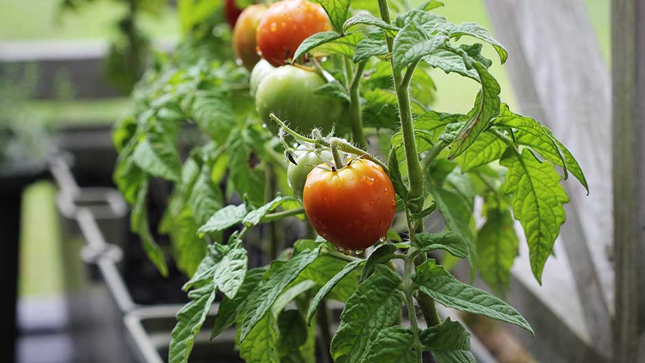 Balkontomaten
