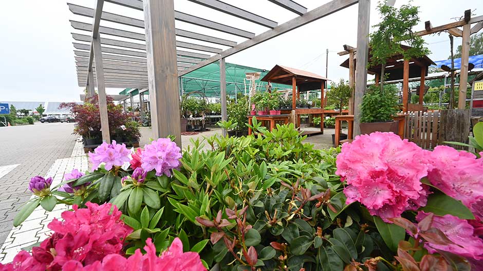 Blühende Ziersträucher und Bäume in der Außenausstellung eines Gartencenters mit überdachter Verkaufsfläche