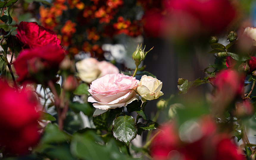 Rosen