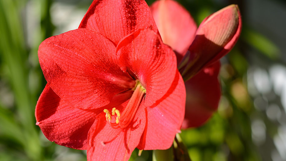 Amaryllis