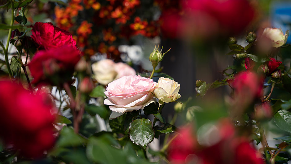 Rosen