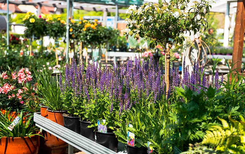 Bunte Sommerblumen im Gartencenter, aufgereiht in Töpfen unter einem Sonnendach