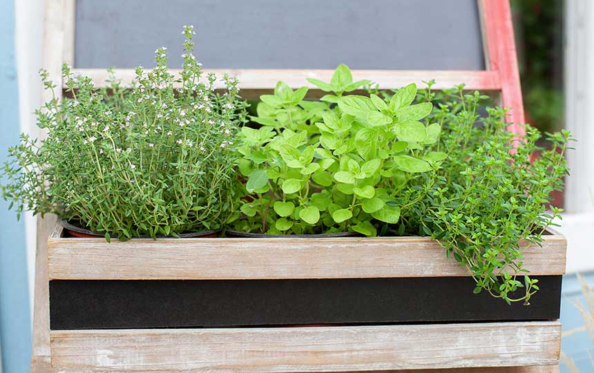 Kräuterbeet