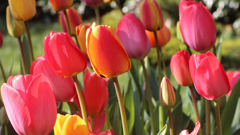 Frühlingshafte Tulpen in Rot-, Rosa- und Gelbtönen im Gartenbeet