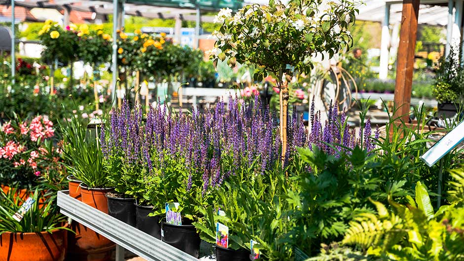 Blühende Stauden in Pflanztöpfen auf Tischen in einem Gartencenter